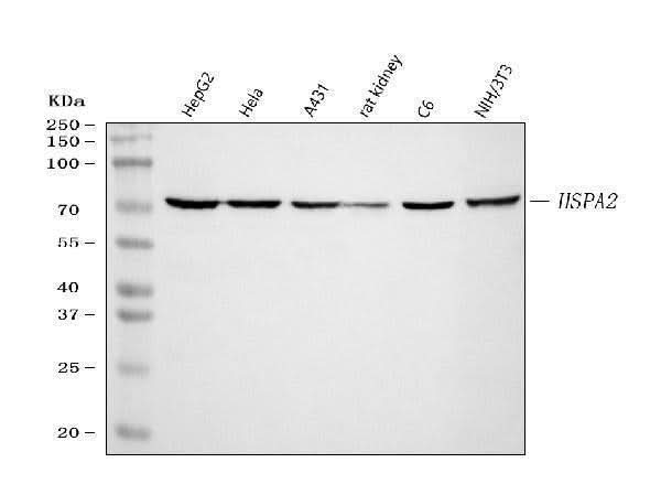 Anti-HSPA2 Antibody Picoband® Boster Bio