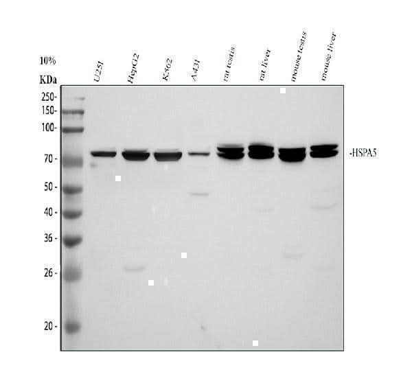 Anti-GRP78 BiP/HSPA5 Antibody Picoband® Boster Bio
