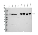 Anti-GRP78 BiP/HSPA5 Antibody Picoband® Boster Bio