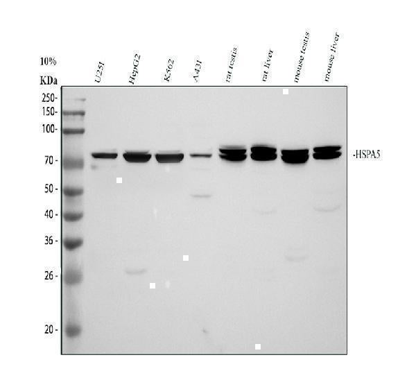 Anti-GRP78 BiP/HSPA5 Antibody Picoband® Boster Bio