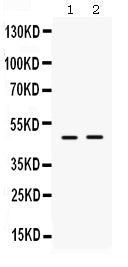 Anti-ING1 Antibody Picoband® Boster Bio