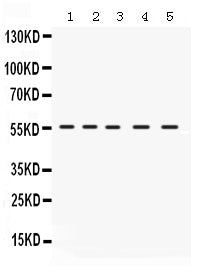 Anti-IRF5 Antibody Picoband® Boster Bio