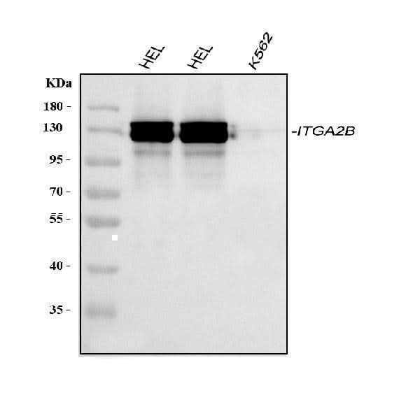 Anti-CD41/Integrin alpha 2b/ITGA2B Antibody Picoband® Boster Bio