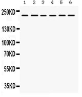 Anti-Integrin alpha 4/ITGA4 Antibody Picoband® Boster Bio