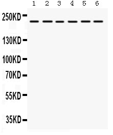 Anti-Integrin alpha 4/ITGA4 Antibody Picoband® Boster Bio