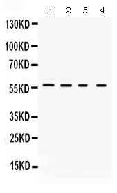 Anti-Kv1.2/KCNA2 Antibody Picoband® Boster Bio