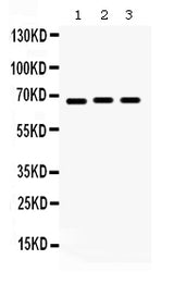 Anti-KCNA5 Antibody Picoband® Boster Bio