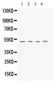 Anti-Keratocan Antibody Picoband® Boster Bio