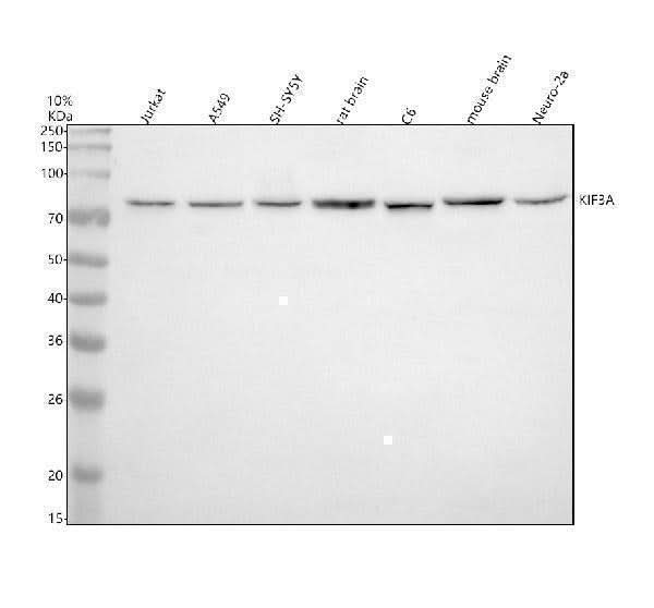 Anti-KIF3A Antibody Picoband® Boster Bio
