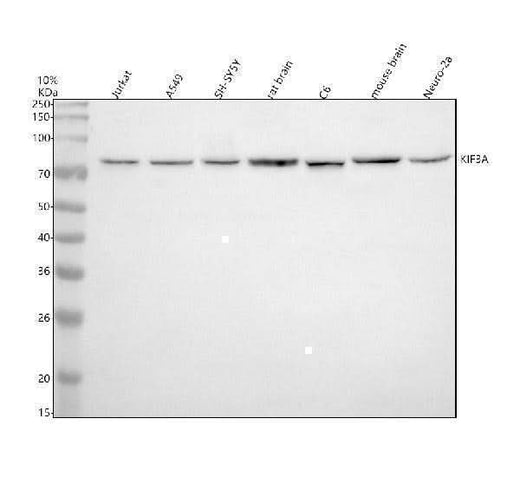 Anti-KIF3A Antibody Picoband® Boster Bio