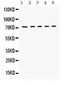 Anti-Kininogen 1/KNG1 Antibody Picoband® Boster Bio