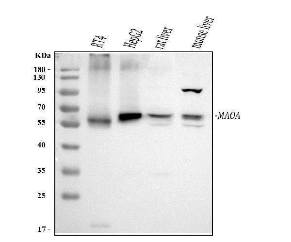 Anti-Monoamine Oxidase A/MAOA Antibody Picoband® Boster Bio