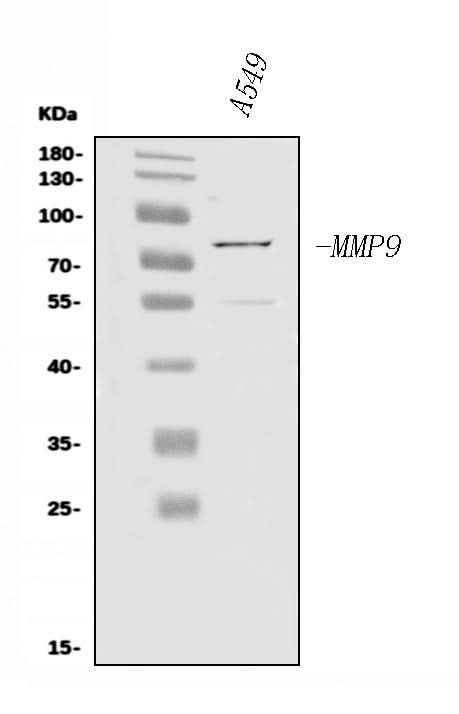 Anti-MMP9 Antibody Picoband® Boster Bio