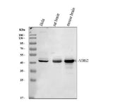 Anti-NDRG2 Antibody Picoband® Boster Bio