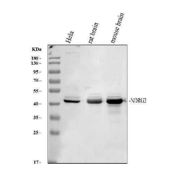 Anti-NDRG2 Antibody Picoband® Boster Bio