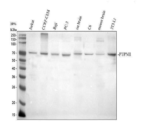 Anti-SHP2/PTPN11 Antibody Picoband® Boster Bio