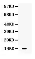 Anti-Lymphotactin/XCL1 Antibody Picoband® Boster Bio