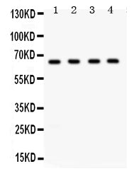 Anti-FE65/APBB1 Antibody Picoband® Boster Bio
