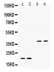 Anti-BMP2 Antibody Picoband® Boster Bio