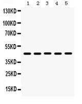 Anti-BMP4 Antibody Picoband® Boster Bio