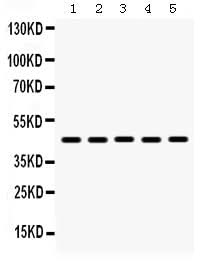 Anti-BMP4 Antibody Picoband® Boster Bio
