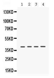 Anti-Caseine Kinase 1 alpha/CSNK1A1 Antibody Picoband® Boster Bio