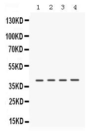 Anti-Caseine Kinase 1 alpha/CSNK1A1 Antibody Picoband® Boster Bio