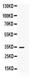 Anti-IP10/CXCL10 Antibody Picoband® Boster Bio