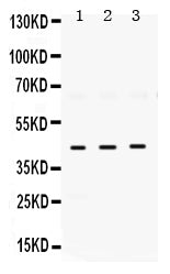 Anti-ELAVL4 Antibody Picoband® Boster Bio