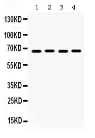 Anti-Pea3/ETV4 Antibody Picoband® Boster Bio