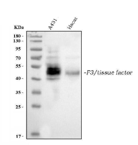 Anti-Tissue Factor/F3 Antibody Picoband® Boster Bio