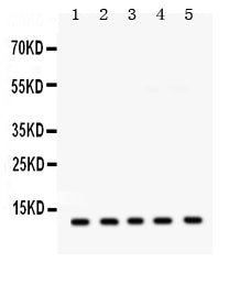 Anti-FXYD1 Antibody Picoband® Boster Bio