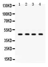 Anti-GJC2 Antibody Picoband® Boster Bio
