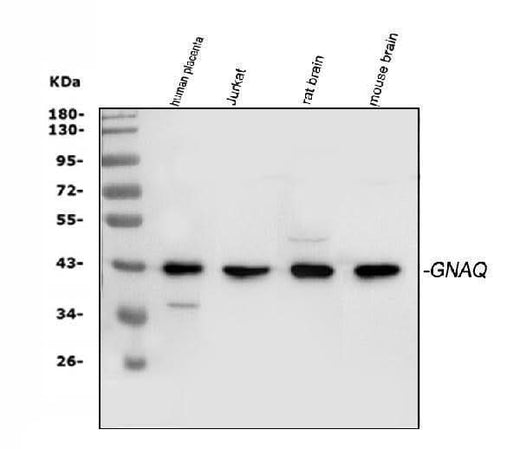 Anti-GNAQ Antibody Picoband® Boster Bio