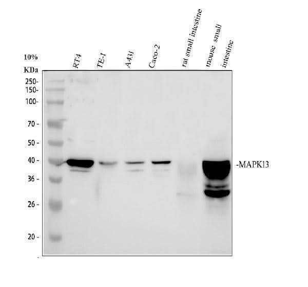 Anti-SAPK4/MAPK13 Antibody Picoband® Boster Bio
