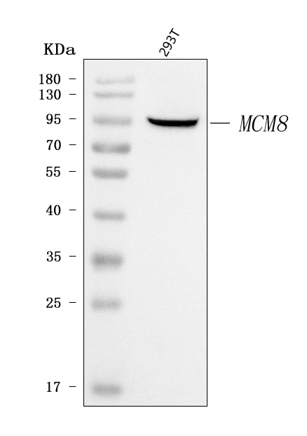 Anti-MCM8 Antibody Picoband® Boster Bio
