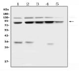 Anti-MLH1 Antibody Picoband® Boster Bio