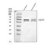 Anti-MMP8 Antibody Picoband® Boster Bio