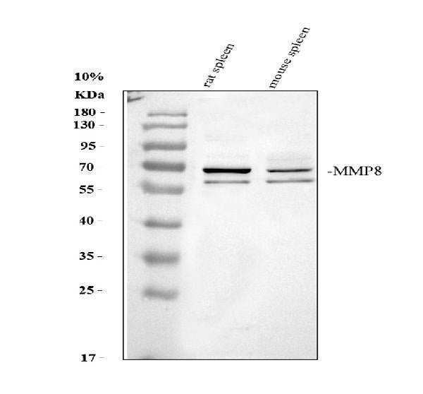 Anti-MMP8 Antibody Picoband® Boster Bio