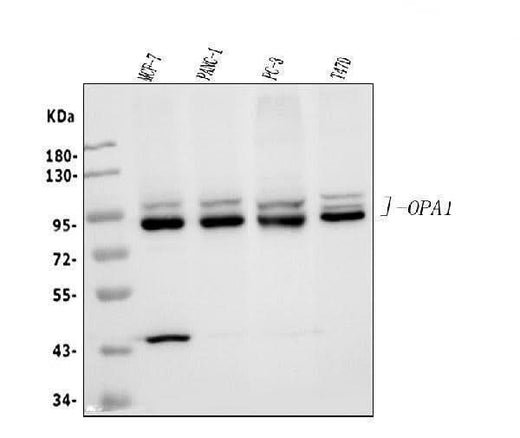 Anti-OPA1 Antibody Picoband® Boster Bio