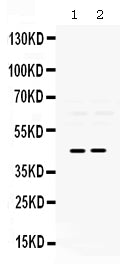 Anti-Pax2 Antibody Picoband® Boster Bio