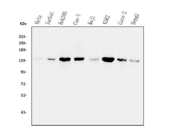 Anti-Myosin Phosphatase/PPP1R12A Antibody Picoband® Boster Bio