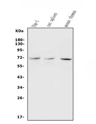 Anti-c-Rel Antibody Picoband® Boster Bio