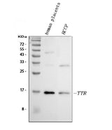 Anti-Prealbumin/TTR Antibody Picoband® Boster Bio