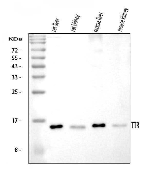 Anti-Prealbumin/TTR Antibody Picoband® Boster Bio