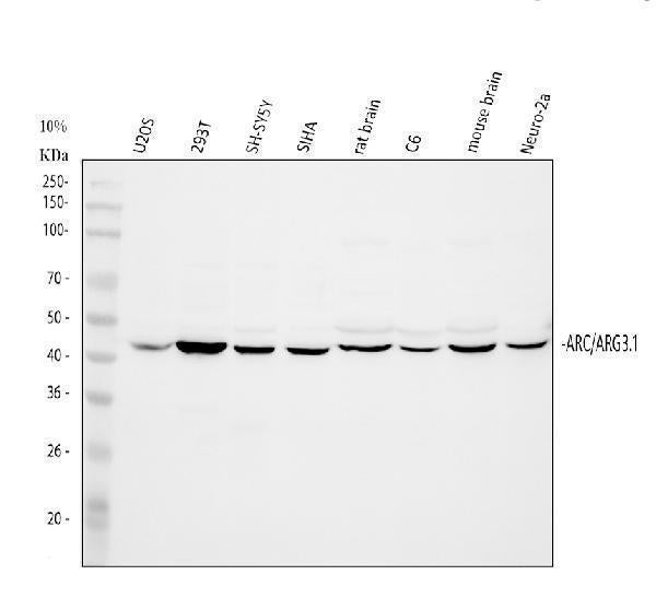 Anti-Arc Antibody Picoband® Boster Bio