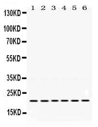 Anti-Bik Antibody Picoband® Boster Bio