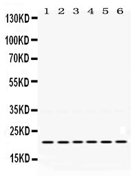 Anti-Bik Antibody Picoband® Boster Bio