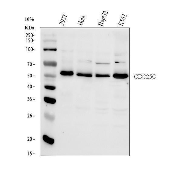 Anti-Cdc25C Antibody Picoband® Boster Bio