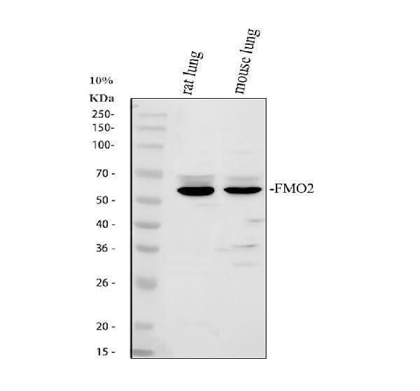 Anti-FMO2 Antibody Picoband® Boster Bio